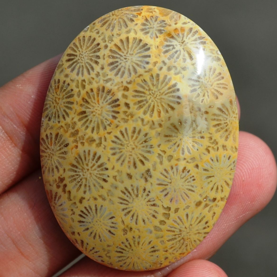 ฟอสซิลหินปะการังขัด Fossil Coral ใหญ่และหนา สำหรับห้อยคอ หรือ พวงกุญแจ คัดสวยพิเศษ #CRF019