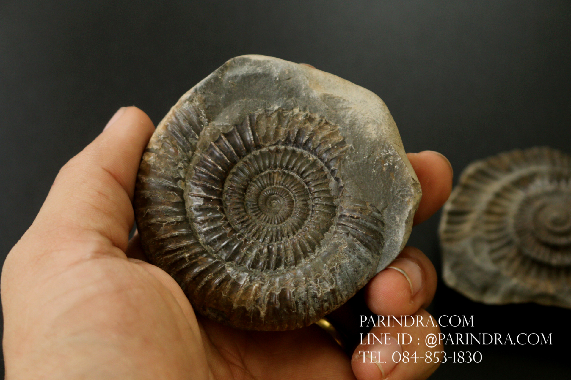 ฟอสซิล แอมโมไนต์ Ammonite Dactylioceras commune Whitby UK #AM039