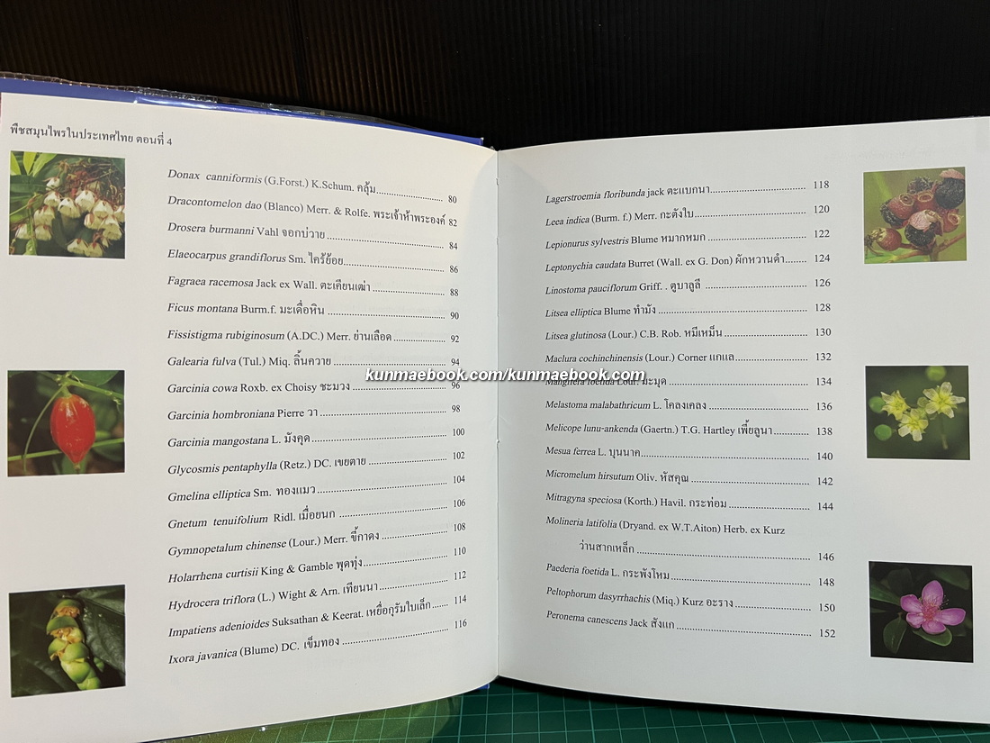 พืชสมุนไพรในประเทศไทย ตอนที่ 4