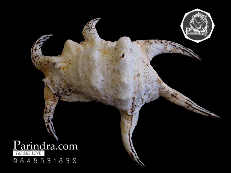 ขายเปลือกหอยจักรนารายณ์ Lambis chiragra สภาพสมบูรณ์ ขนาดใหญ่ 9 นิ้ว #LC003