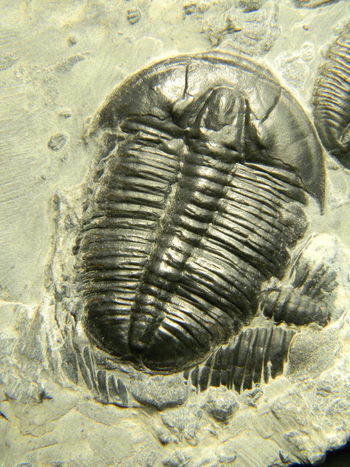 ฟอสซิล Trilobite จากรัฐ Utah USA T3 #TLB004