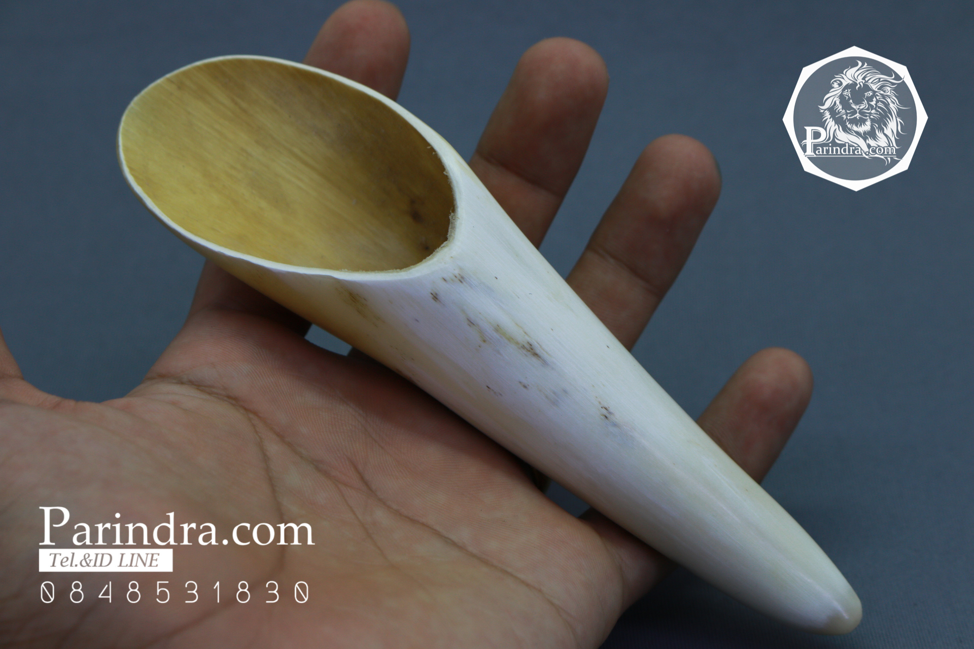 เขาจามรี สีขาวงาช้าง กัวซา สวยงามน่าใช้