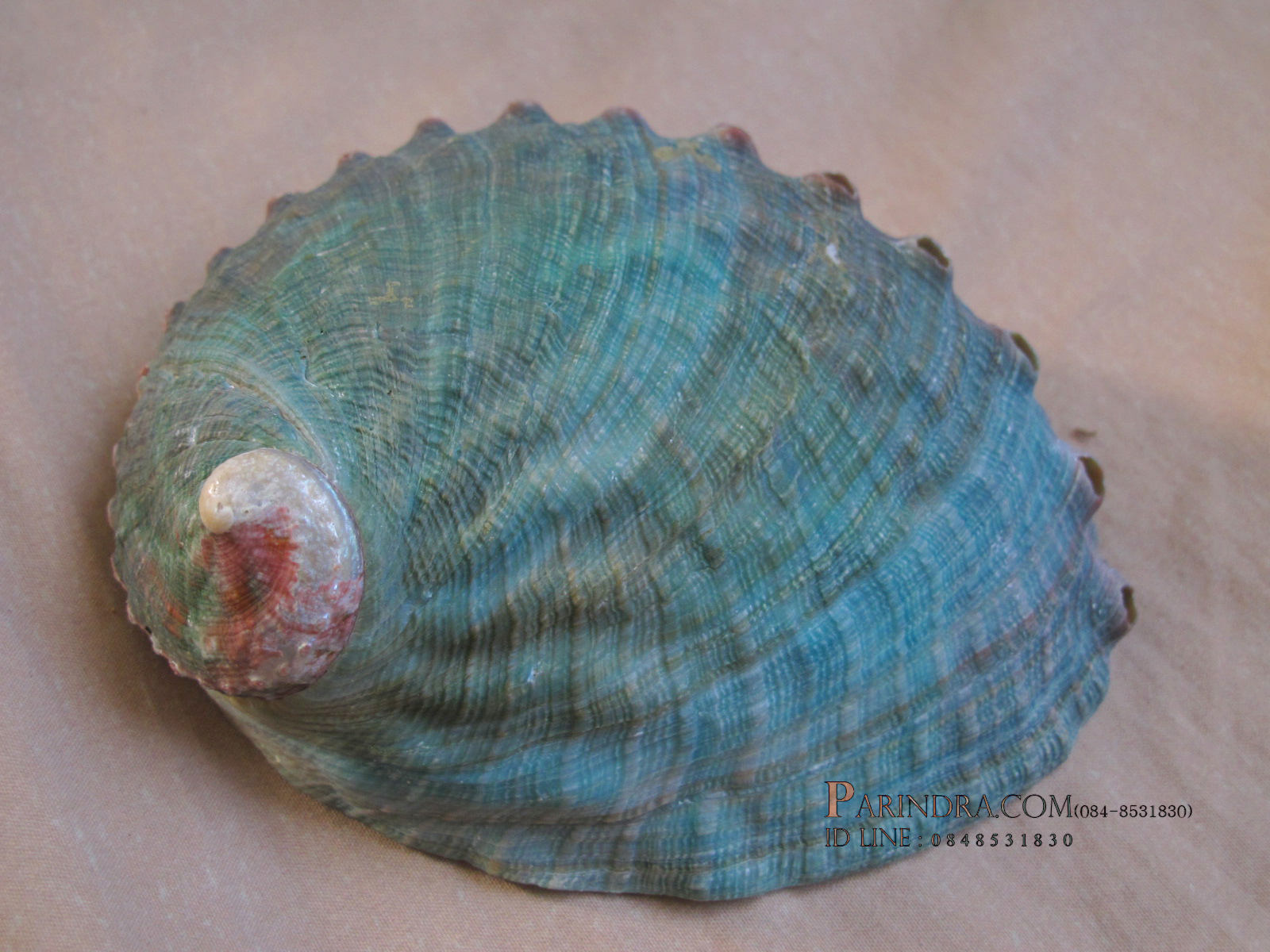 เปลือกหอยเป๋าฮื้อแท้ (Abalone) ผิวธรรมชาติ สำหรับตกแต่งและงานฝีมือ