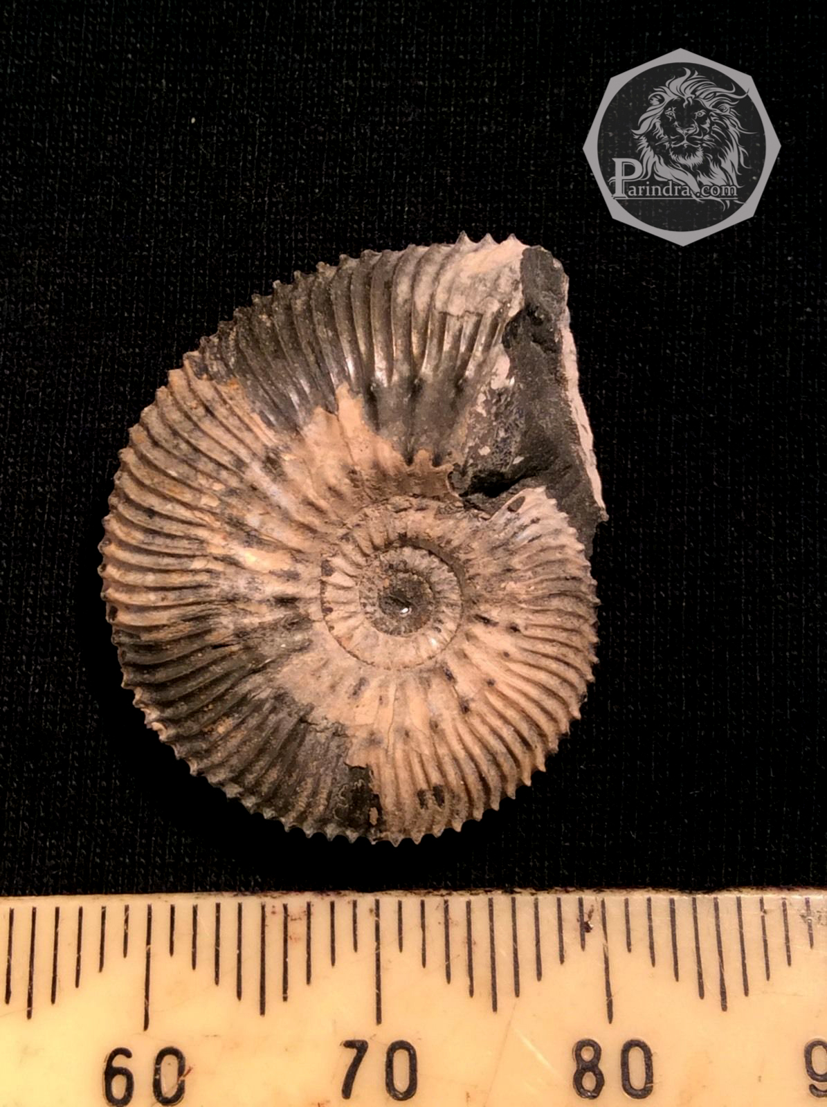 ฟอสซิลหอย Ammonite Kosmoceras Jason (หายาก) - จาก Ashton Keynes - UK #AM008 (จองแล้ว)