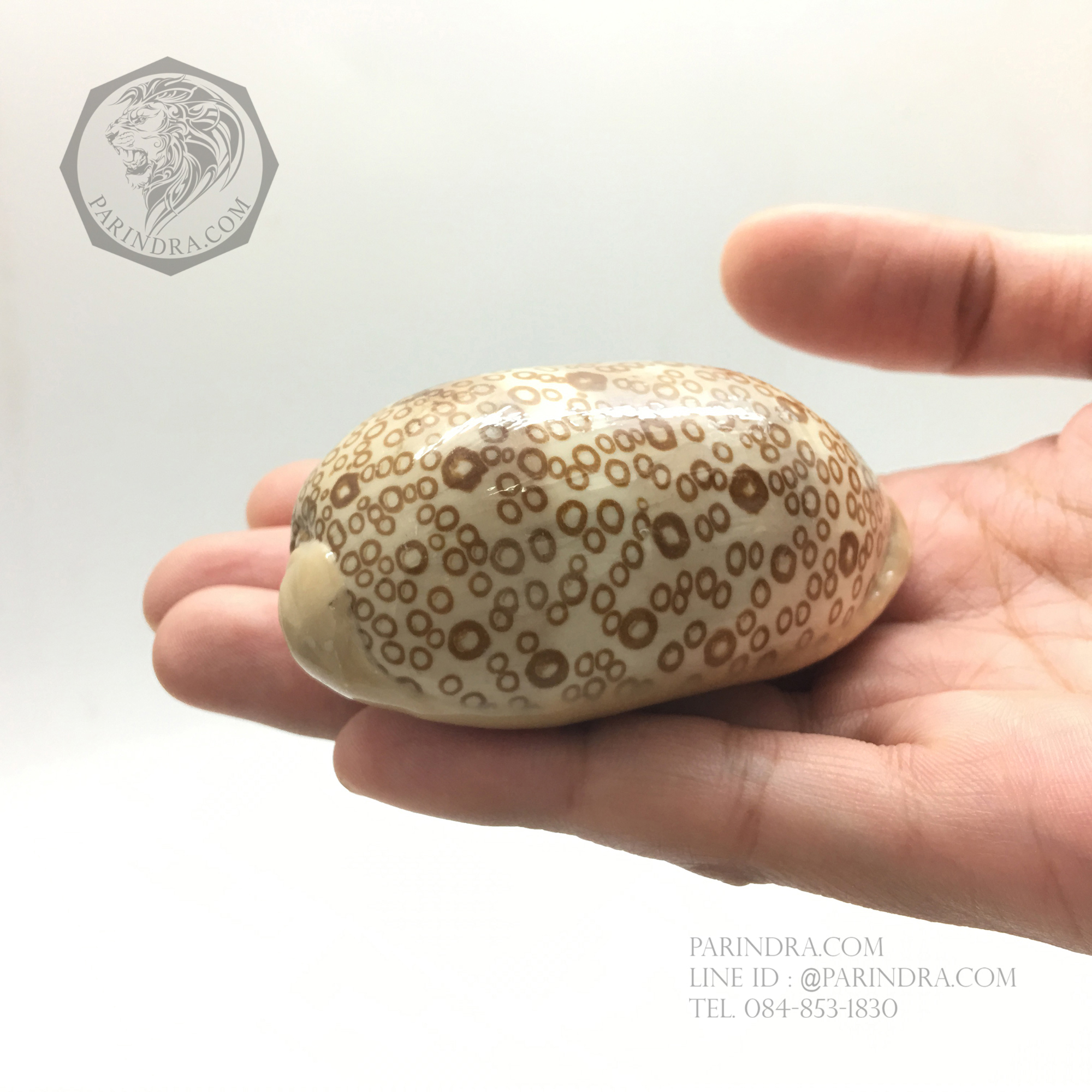 เปลือกหอยเบี้ยพันตา EYED COWRIE #Cypraea argus ขนาด 2.92 นิ้ว หายาก #CAG002