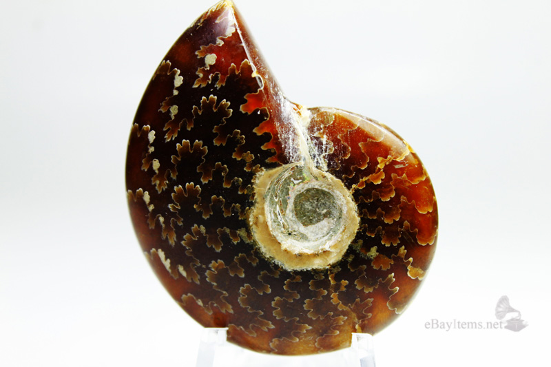 ฟอสซิลหอย Ammonite (Cleoniceras besairiei) S2