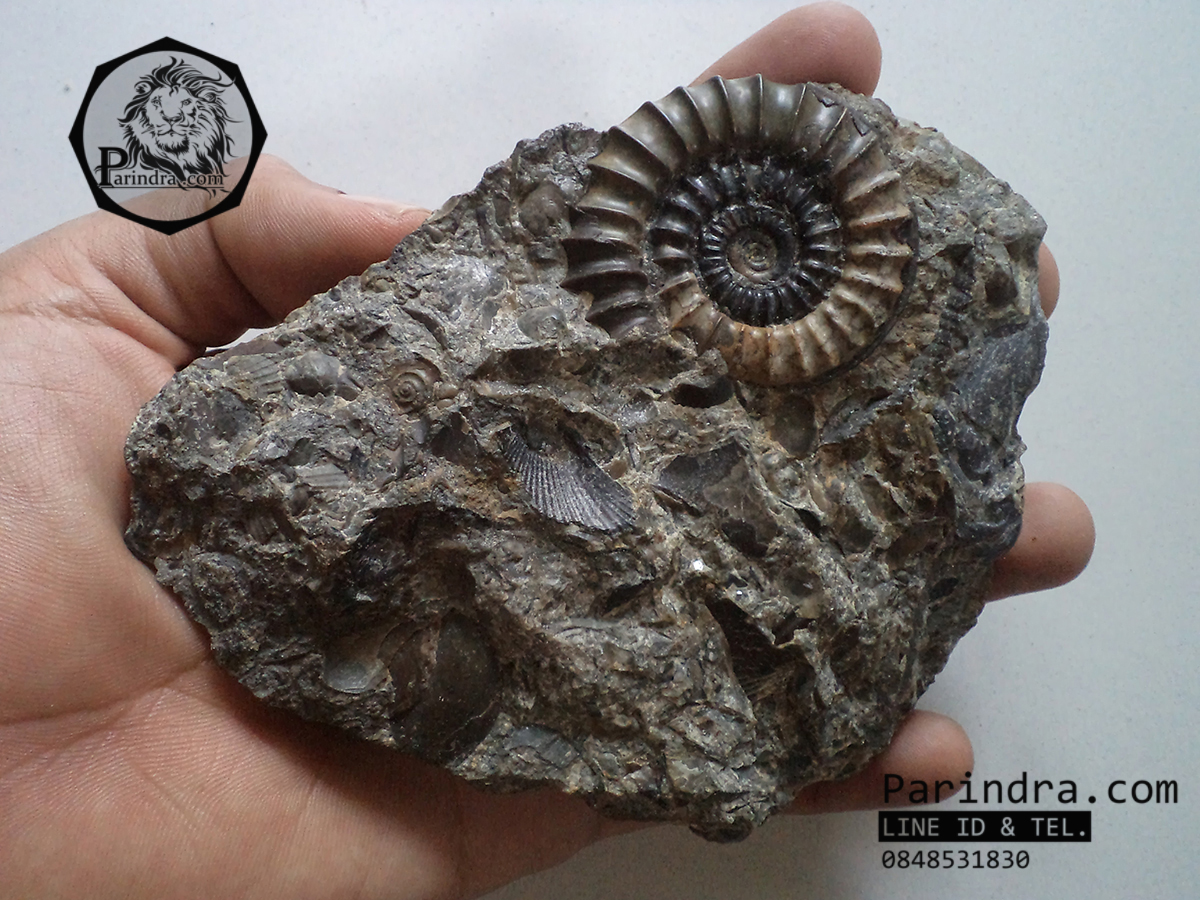ฟอสซิลหอย Ammonite Promicroceras Planicosta - จากหาด Charmouth UK #AM004