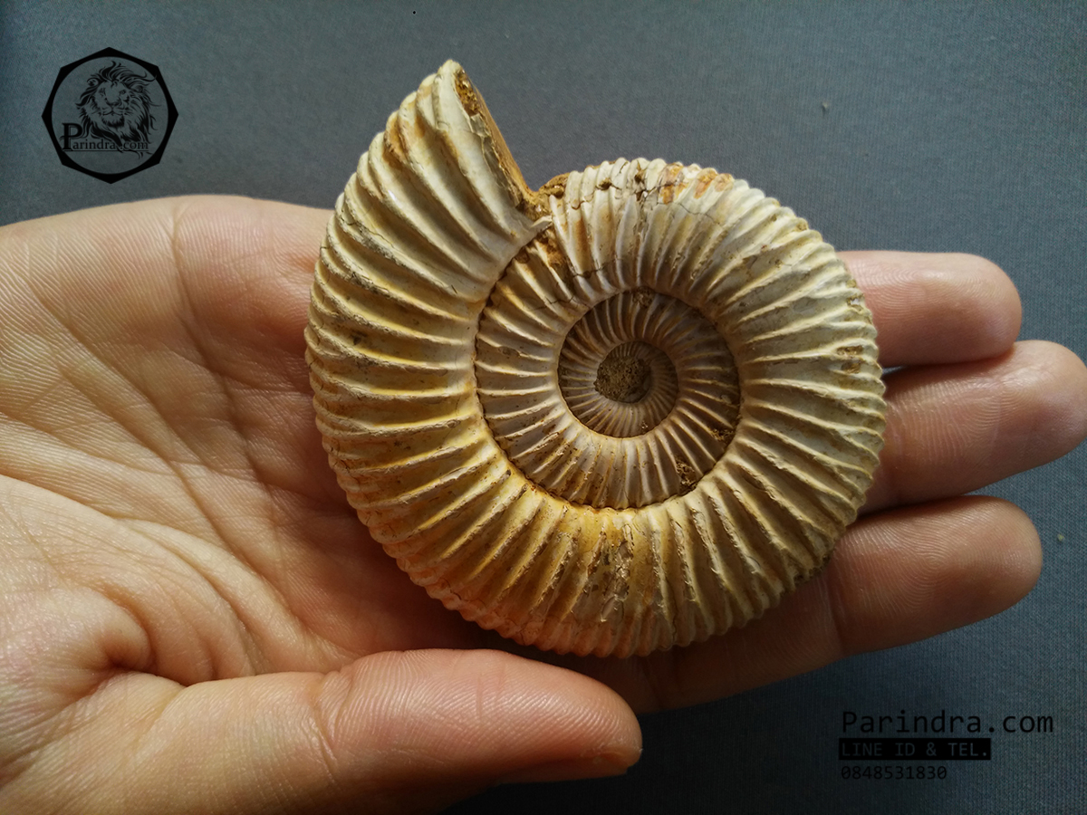 ฟอสซิลหอยแอมโมไนท์ (Perisphinctes virguloides) Fossil จากประเทศ Madagascar #AM013