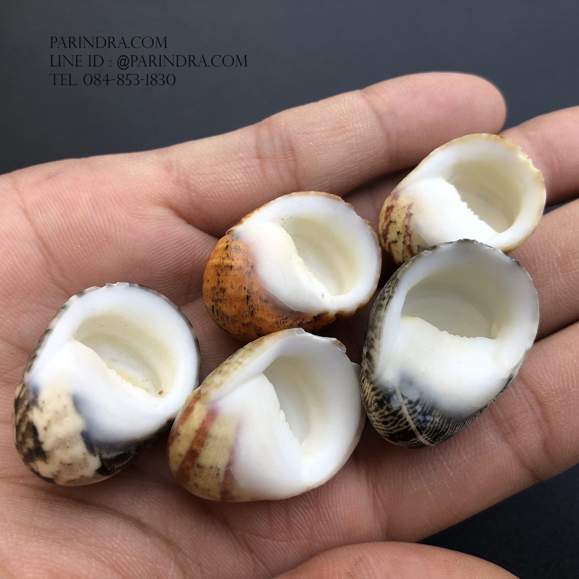 เซ็ตเปลือกหอยน้ำพริก หอยนกหวีด Nerita sp. เป่ามีเสียง สีสวย Set 9