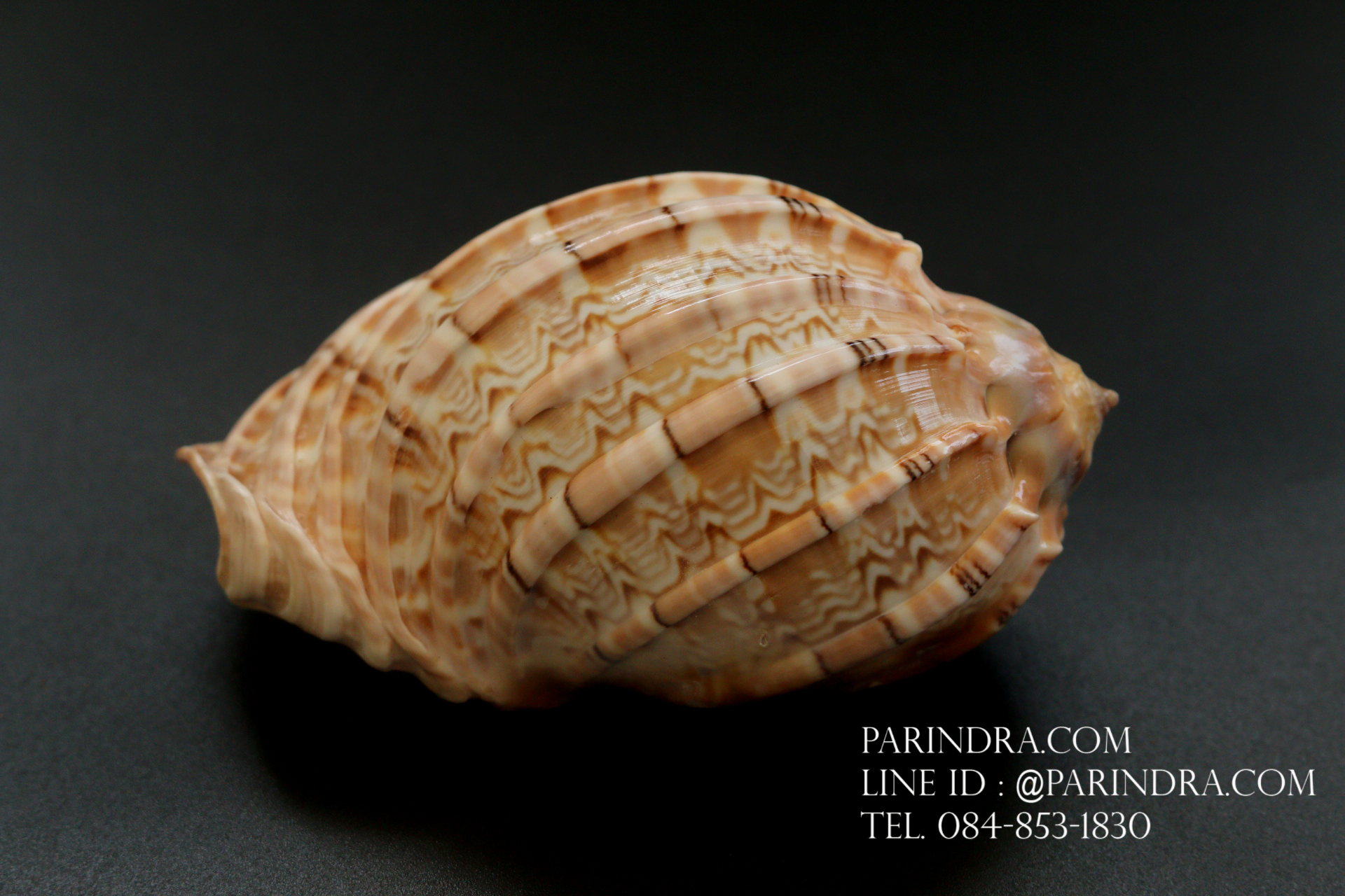 เปลือกหอยมะเฟือง #Harpa articularis ขนาด 3 นิ้ว