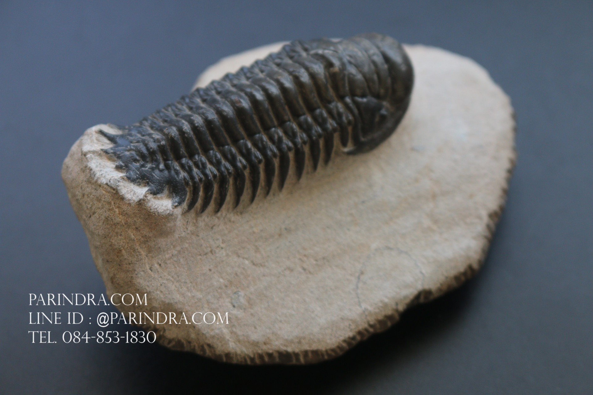 ฟอสซิล Trilobite Crotalocephalus gibbus, Morocco #TLB008