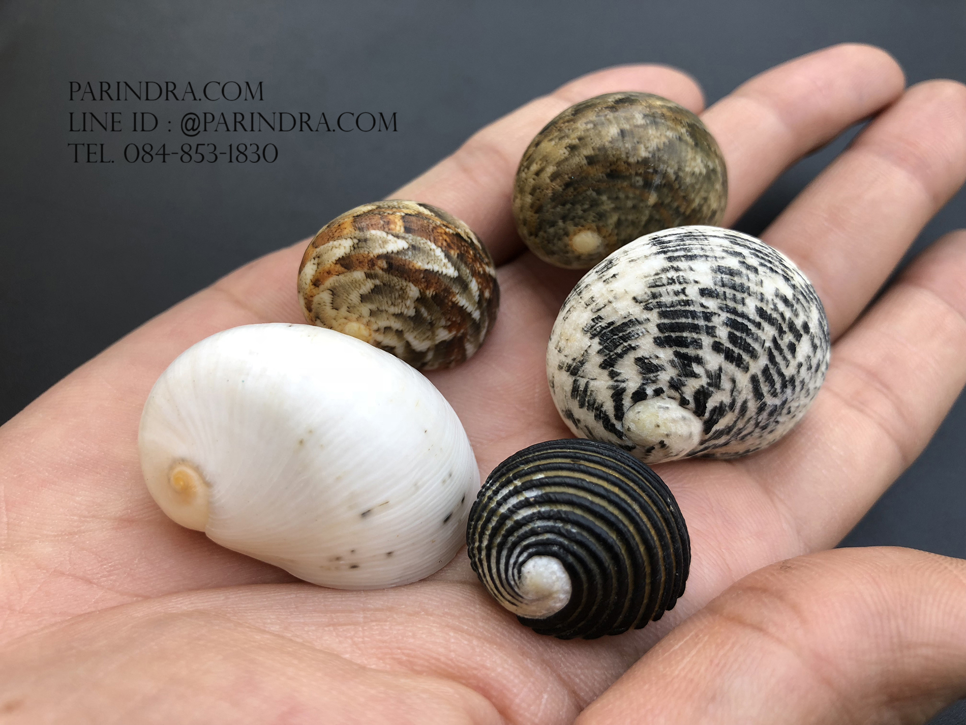 เซ็ตเปลือกหอยน้ำพริก หอยนกหวีด Nerita sp. เป่ามีเสียง สีสวย Set 1