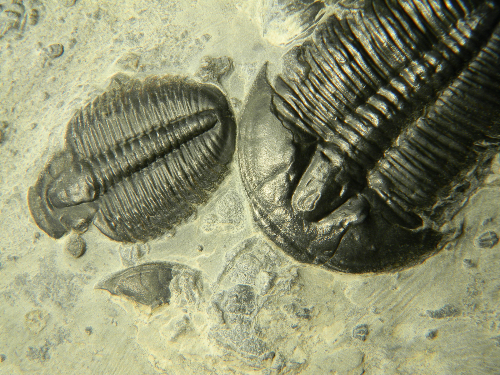ฟอสซิล Trilobite จากรัฐ Utah USA T3 #TLB004