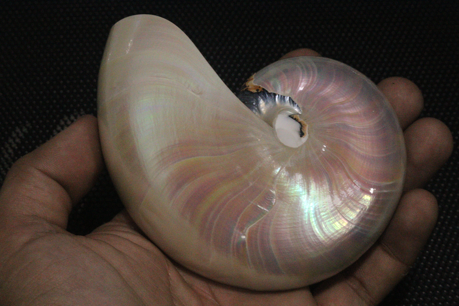 ขายเปลือกหอยงวงช้าง นอติลุสแบบผ่าซีก Nautilus Pompilus หอยหายาก NP004