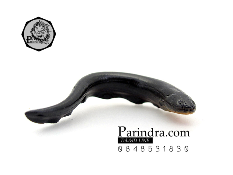 โมเดลปลาไหลจิ๋ว