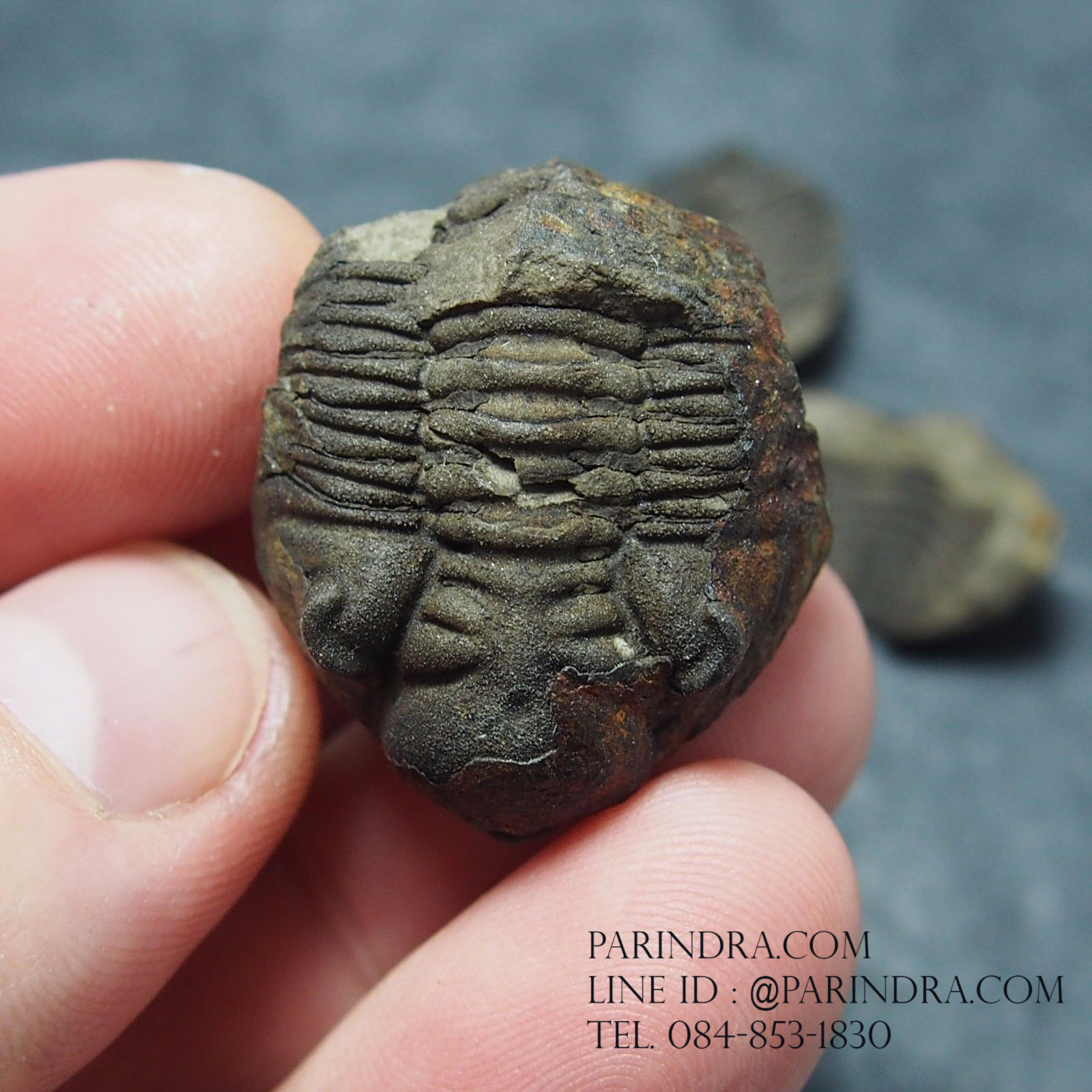 ฟอสซิล Trilobite Eldredgeia venustus Calamarca,Bolivia #TLB007