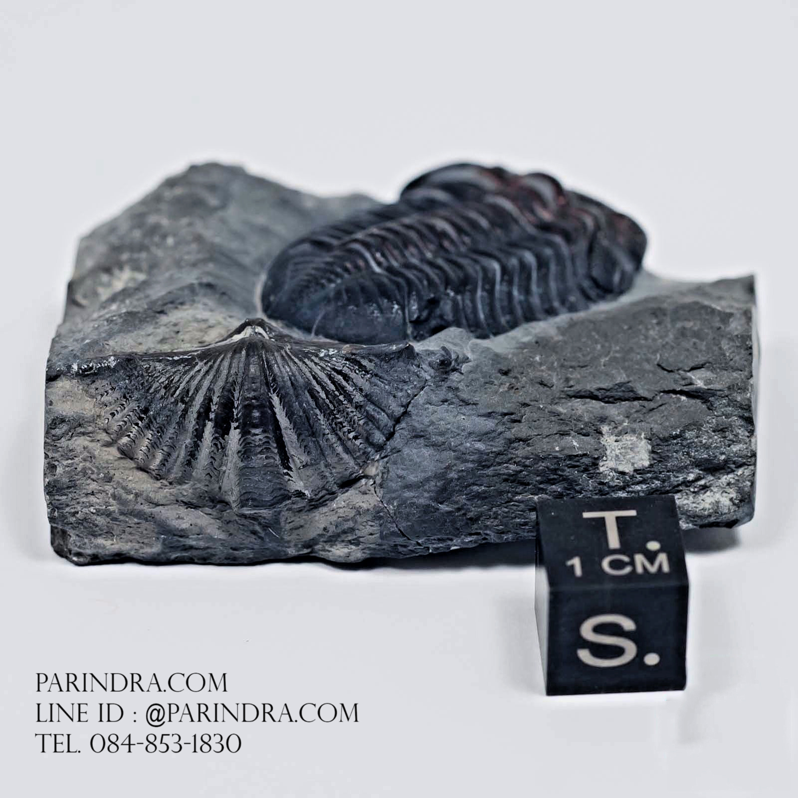 ฟอสซิล Trilobite Eldredgeops & Mucrospirifer หายาก, USA #TLB010