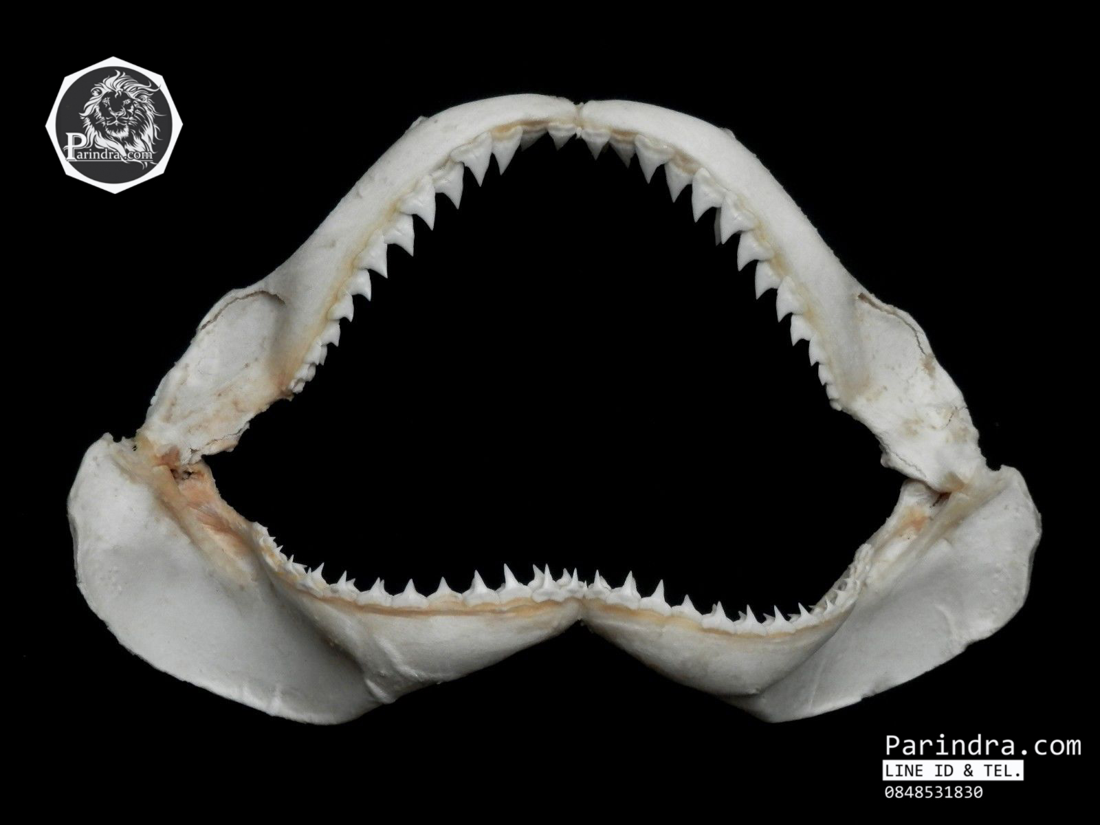 ปากปลาฉลามสำหรับตั้งโชว์ ขนาด 11 นิ้ว (Carcharhinus plumbeus) SHJ002