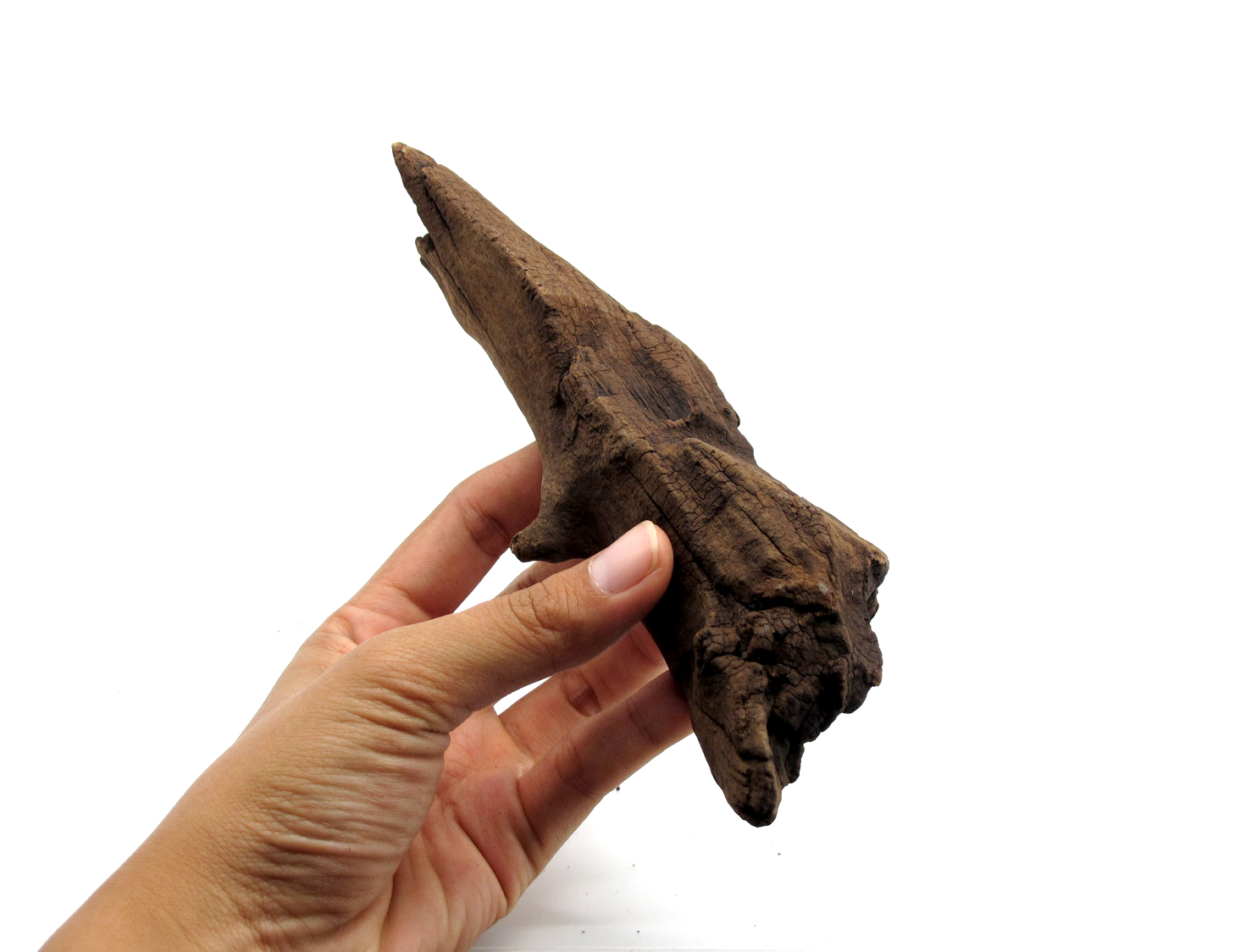 ขอนไม้ตกแต่งตู้ปลาหรือใช้เลี้ยงสัตว์เลื้อยคลาน 066