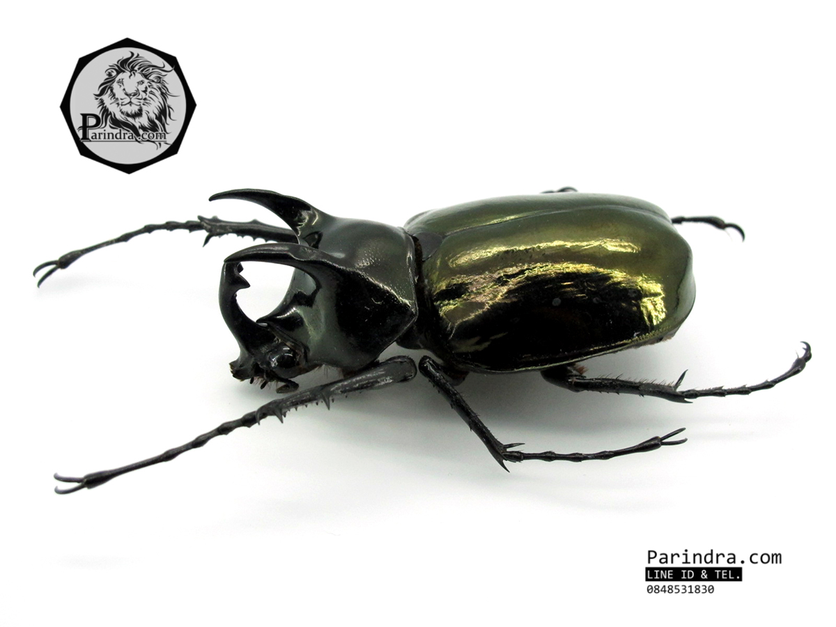 ซากด้วงกว่างแอตลัส แอตลาส Atals (Chalcosoma Atlas) ขนาด 64 mm. จากภาคเหนือของประเทศไทย