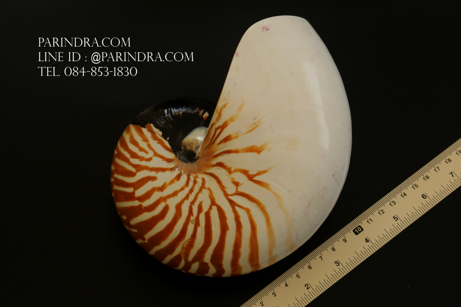 เปลือกหอยงวงช้าง นอติลุส Nautilus pompilus ขนาด 7 นิ้ว #001