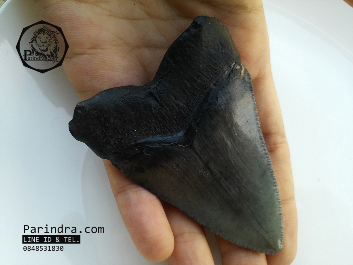 ฟันฉลามยักษ์เมกกาโลดอน Megalodon จาก South Carolina USA ขนาด 3 1/8 นิ้ว #MGT002