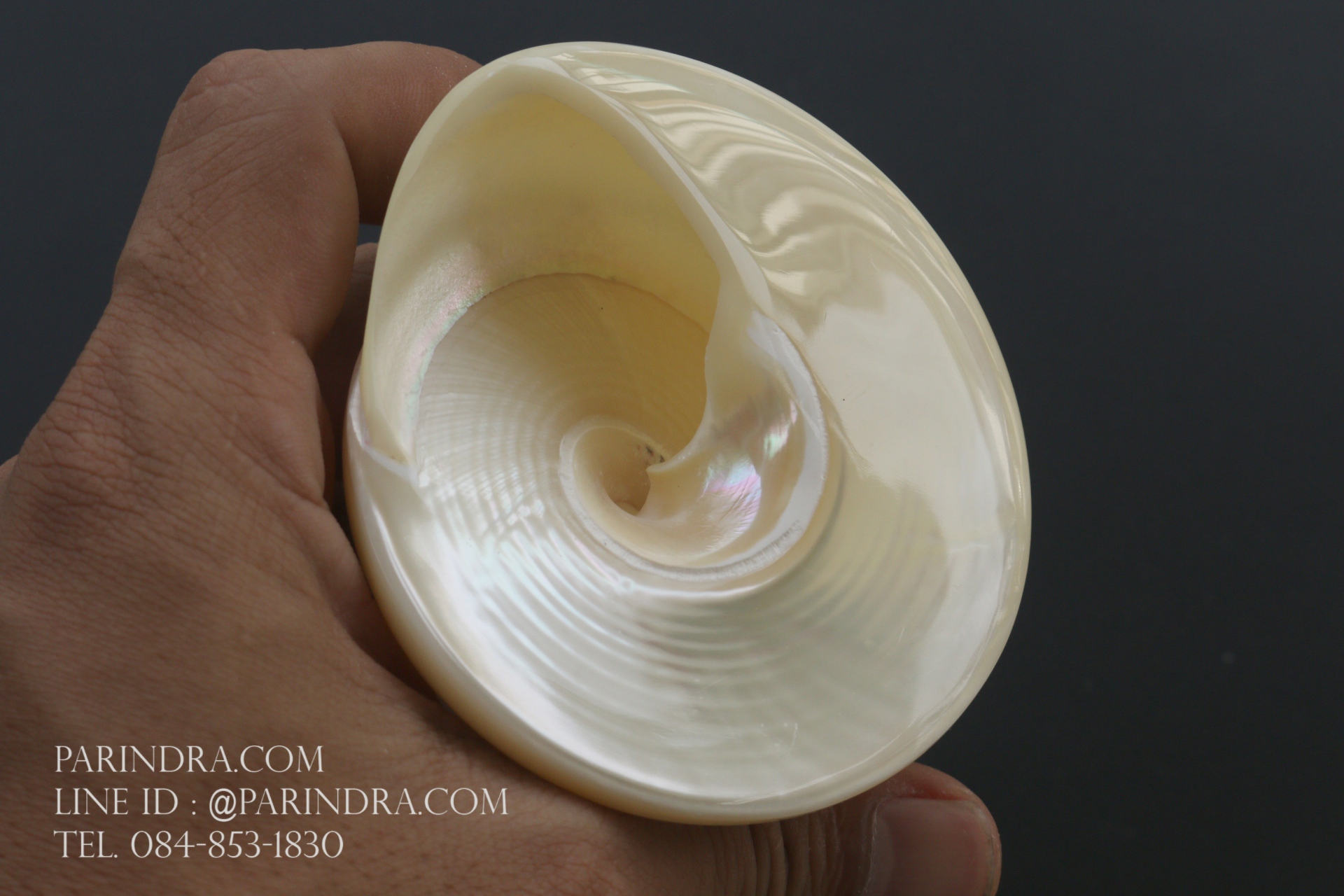 ขายเปลือกหอยนมสาว Trochus niloticus ขนาด 3.4 - 3.5 นิ้วสภาพสมบูรณ์ ผิวขัดมัน สวยงาม