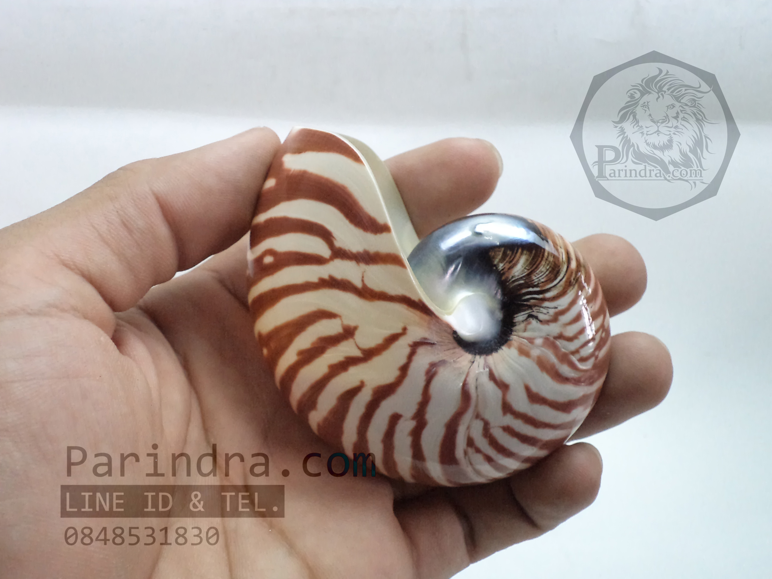 เปลือกหอย นอติลุส หอยงวงช้าง ขนาดเล็ก ขนาด 3 นิ้ว ผิวสีธรรมชาติ 001