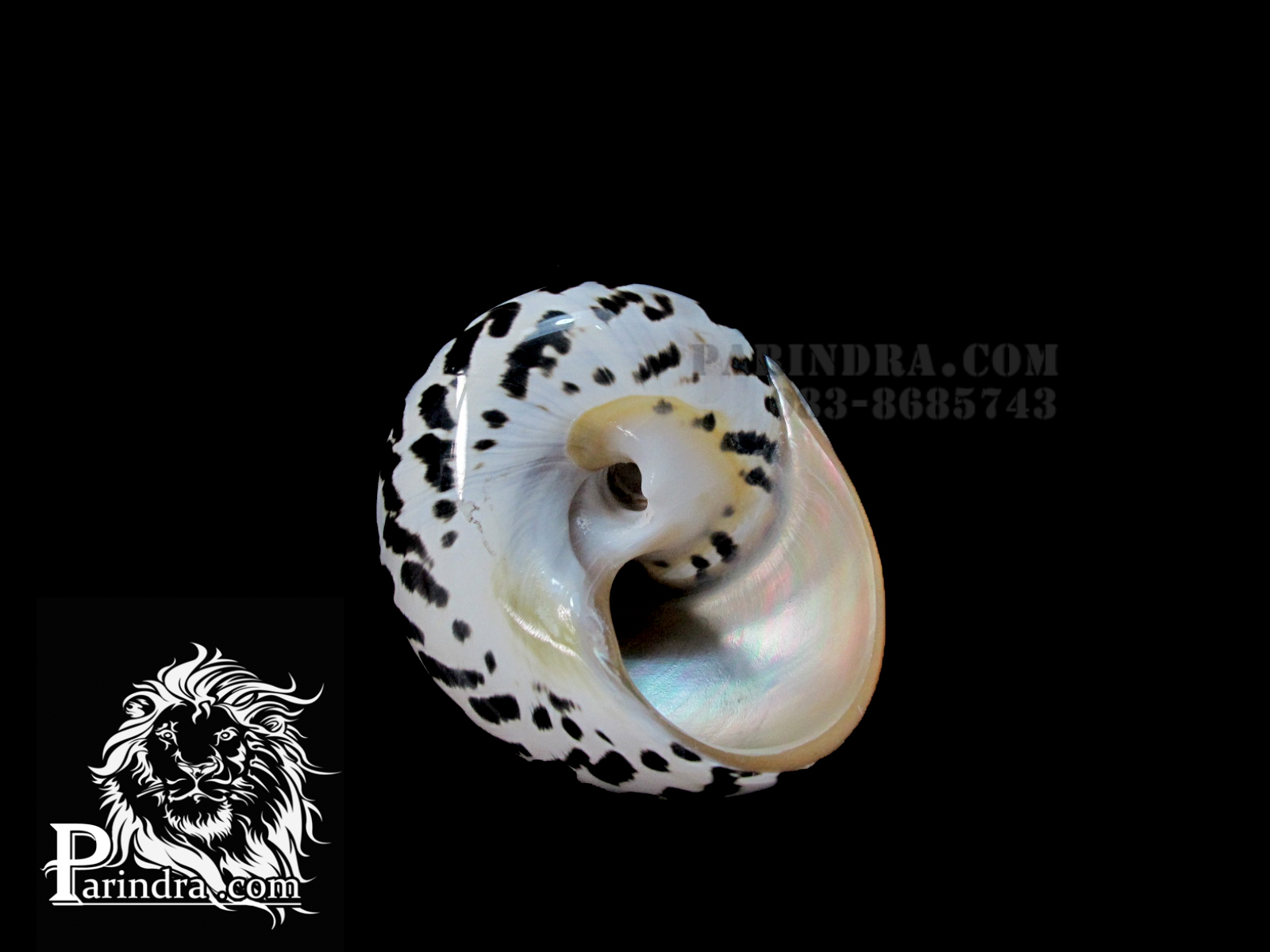 ขายเปลือกหอยตาวัว สภาพสมบูรณ์