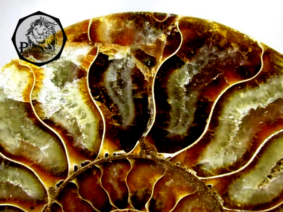 ฟอสซิลหอย Ammonite (Cleoniceras besairiei) ผ่าซีกเห็นเนื้อแร่ - จาก Madagascar #AM009
