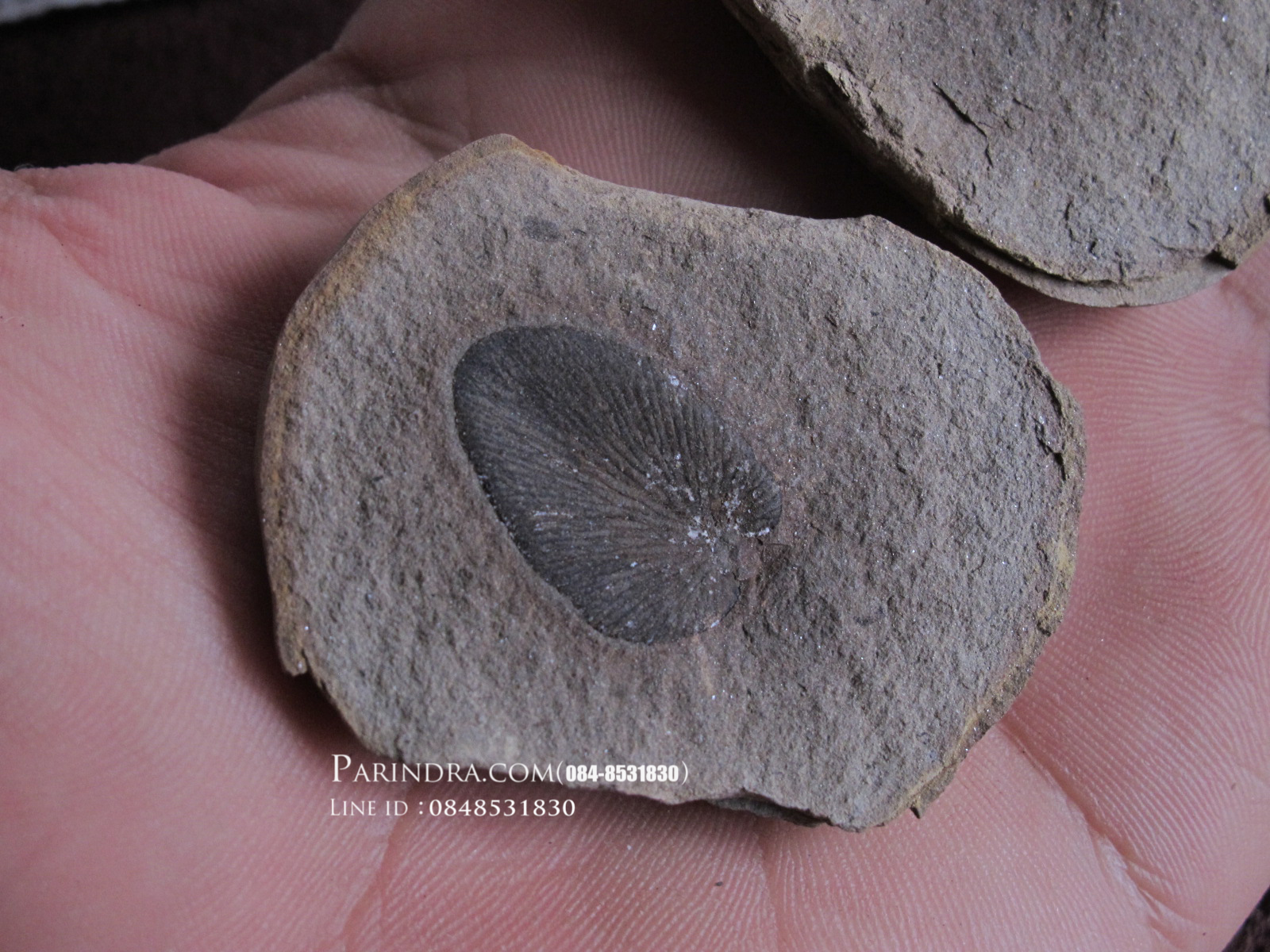 ฟอสซิลใบเฟิร์น (Neuropteris) แท้ 100% MAZON CREEK Illinois, USA #FRN000