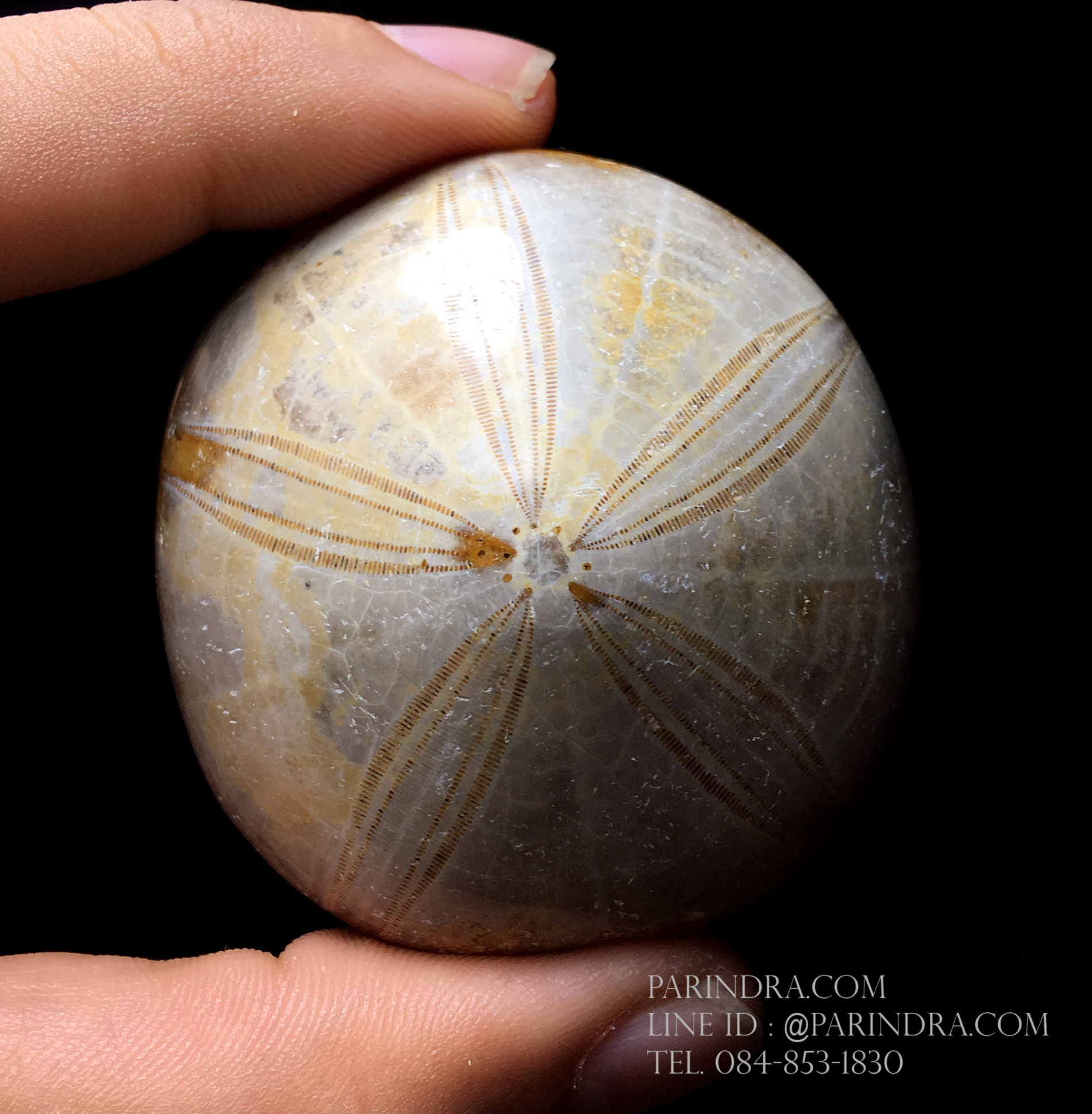 ฟอสซิล Sand Dollar FOSSIL Echinoid จาก Madagascar #SDF003