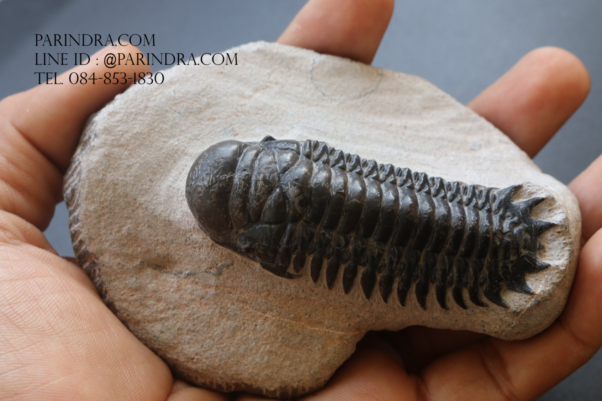 ฟอสซิล Trilobite Crotalocephalus gibbus, Morocco #TLB008
