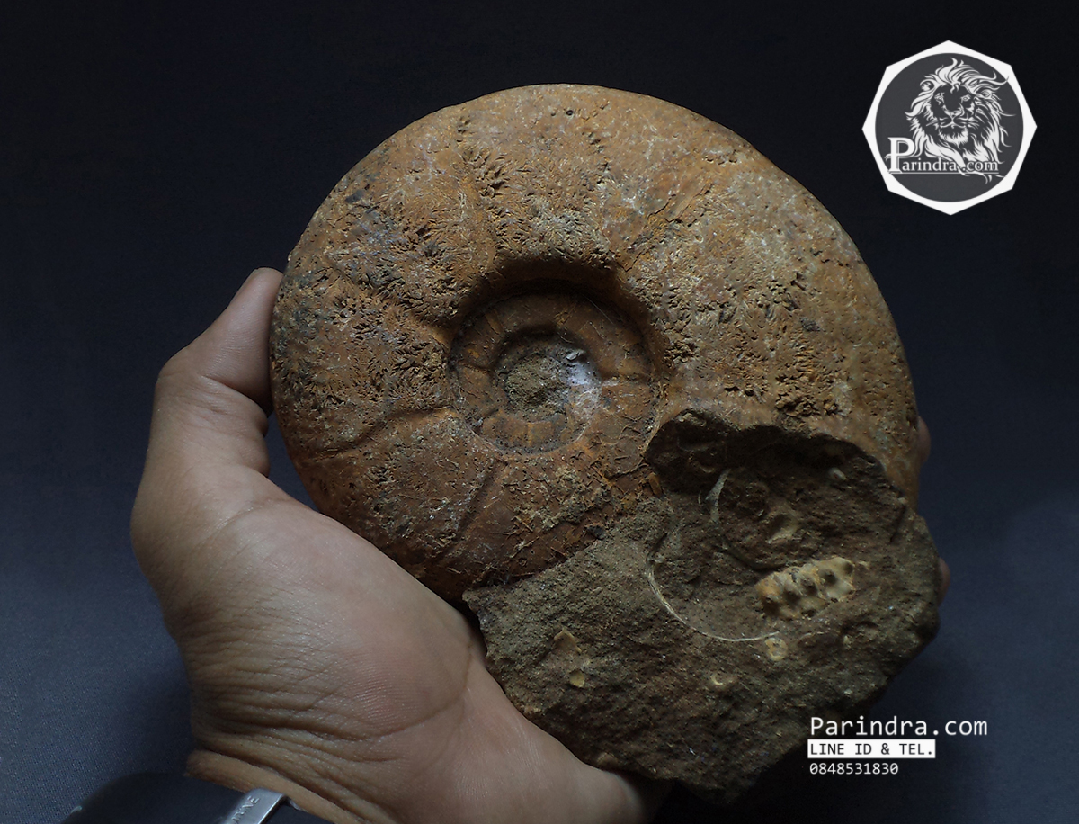 ฟอสซิลหอย Ammonite Eotetragonites rossmatteliformis (หายาก) - จาก Indonesia #AM025