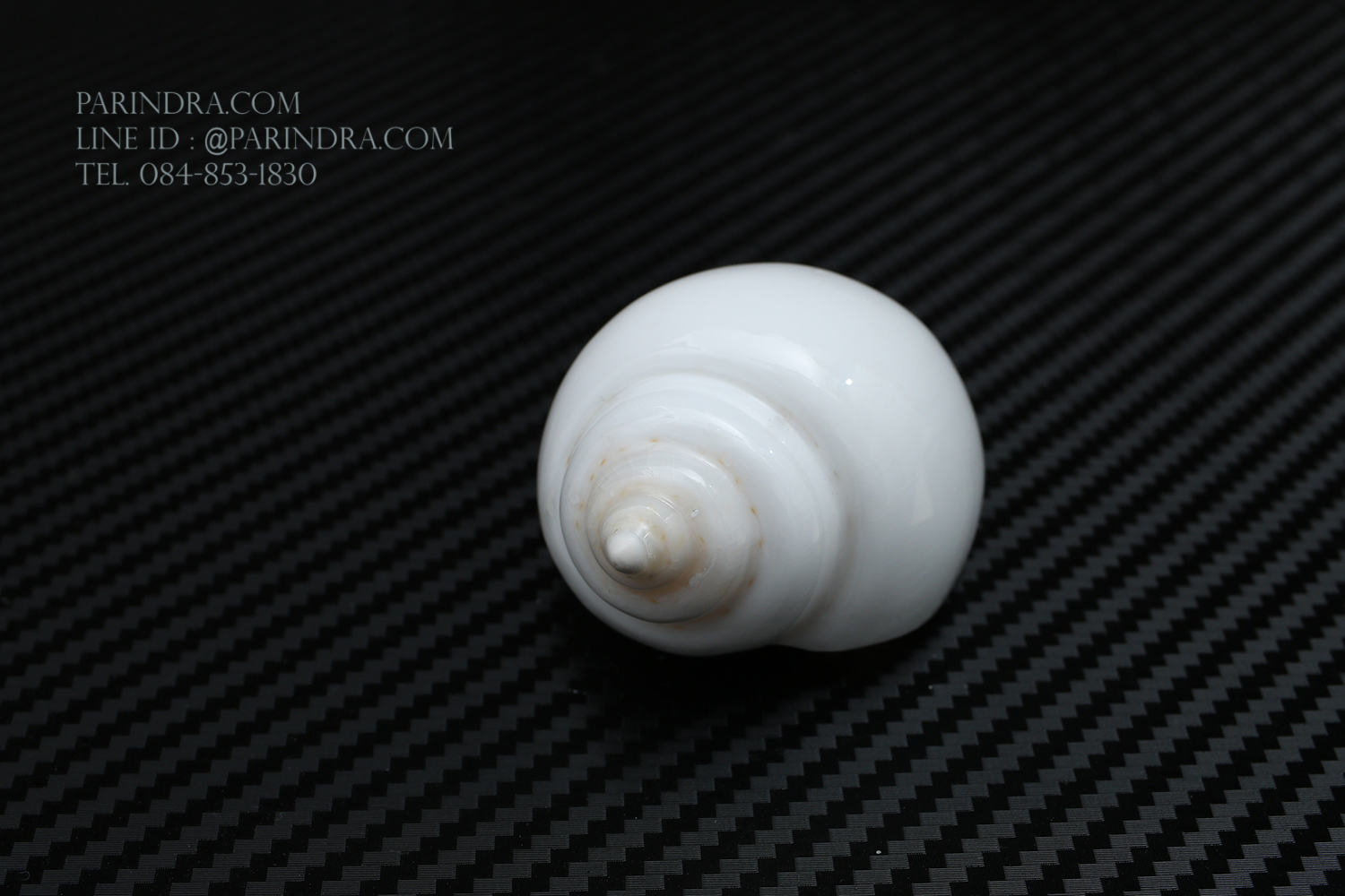 หอยสังข์อินเดียแท้ หอยสังข์เป่า หอยสังข์รดน้ำ (Turbinella pyrum) ขนาด 3 นิ้ว #TUP001