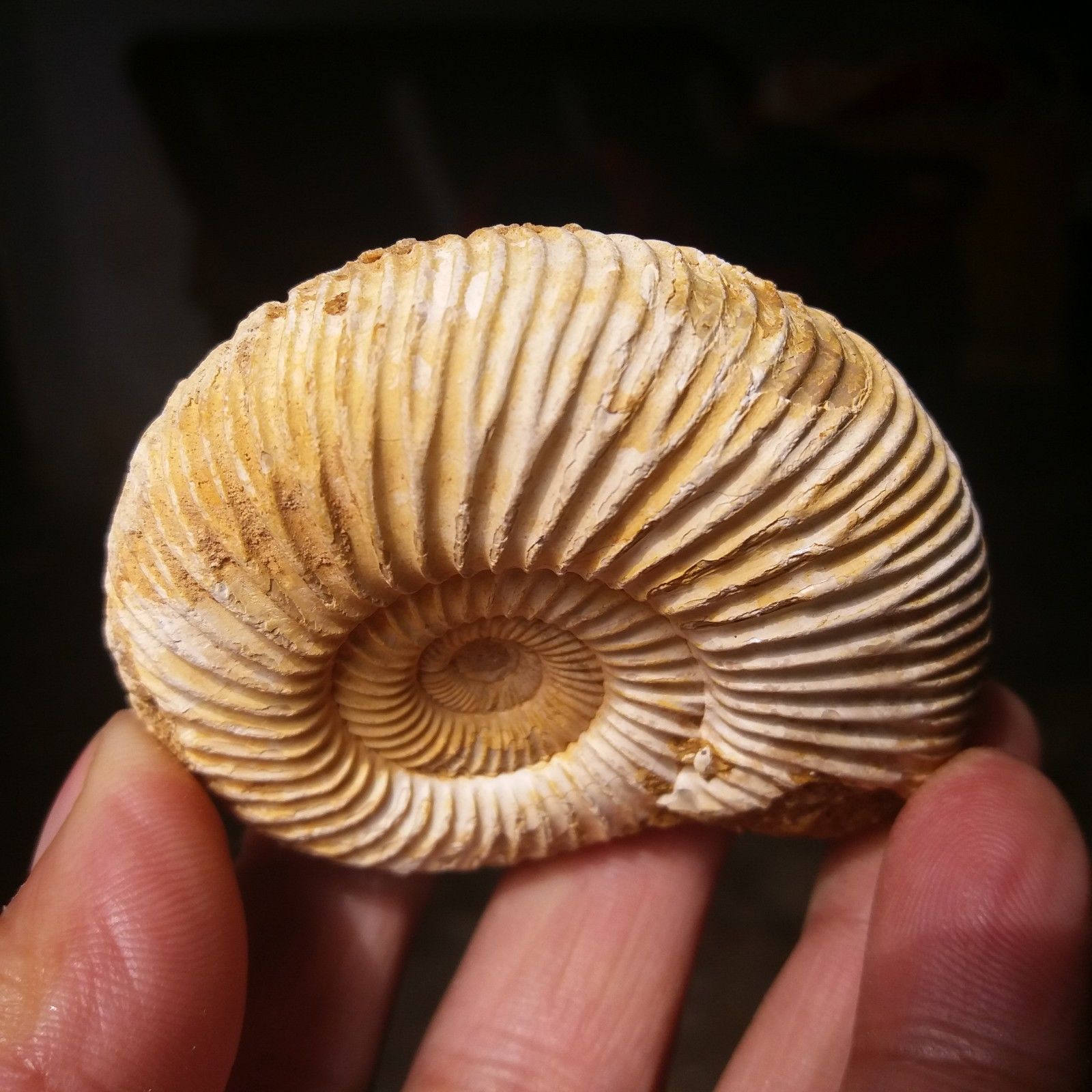 ฟอสซิลหอยแอมโมไนท์ (Perisphinctes virguloides) Fossil จากประเทศ Madagascar #AM038