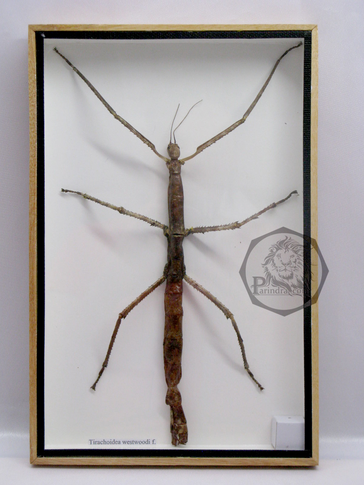 แมลง ตั๊กแตนกิ่งไม้ ( Tirachoidea westwoodi) ในกรอบไม้สีน้ำตาล สำหรับตั้งโชว์ ขนาด 8 x 12 นิ้ว