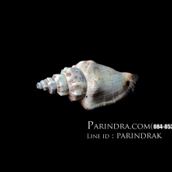 หอยทะเลสำหรับการตกแต่งตู้ปลา