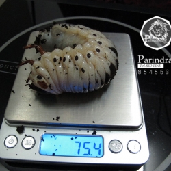 ขายตัวอ่อนหนอนด้วงช้างมาร์(Megasoma Mars) ระยะ L3 น้ำหนัก 75.4 กรัม