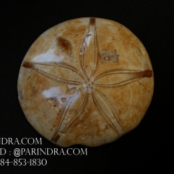 ฟอสซิล Sand Dollar FOSSIL Echinoid จาก Madagascar #SDF001