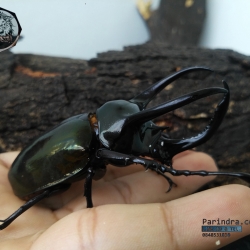 ด้วงกว่างตัวเต็มวัย Chalcosoma atlas (WD) ตัวป่าพม่าขนาด 85 mm.