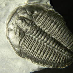 ฟอสซิล Trilobite ไทรโลไบท์ จากรัฐ Utah USA T2 #TLB003
