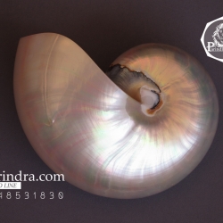 ขายเปลือกหอยงวงช้าง นอติลุส ขนาดเล็ก Nautilus Pompilus หอยหายาก (ขัดแล้ว) เหลือบสีรุ้ง NPP001