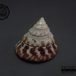 เปลือกหอยนมสาวลายแดง Trochus ขนาด 3นิ้ว สำหรับตกแต่งหรือสะสม