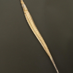 ปลาจิ้มฟันจระเข้ตากแห้งสนิท #FPF005