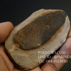 ฟอสซิลเฟิร์น ชนิด Neuropteris sp. จาก Mazon Creek, Illinois, USA #FRN002