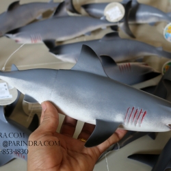 โมเดลปลาฉลาม Shark แบบยางอ่อนนุ่มนิ่ม ตั้งโชว์สวย ขนาดใหญ่ 14 นิ้ว