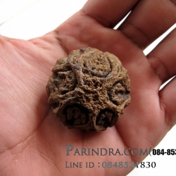 ว่านพระเจ้า 5 พระองค์ 002