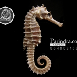 ม้าน้ำตากแห้ง สำหรับเป็นของที่ระลึกหรือพวงกุญแจ 031