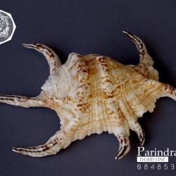 ขายเปลือกหอยจักรนารายณ์ Lambis chiragra สภาพสมบูรณ์ #LC003